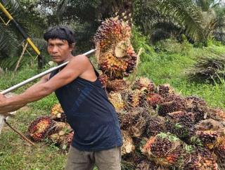 Gawat, Harga TBS Sawit di Sumbar Ikutan Jeblok