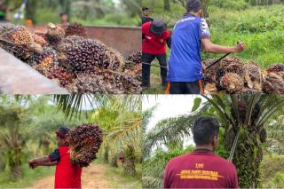 Kelola Lahan Lapas Nunukan, Warga Binaan Panen 1,9 Ton Sawit