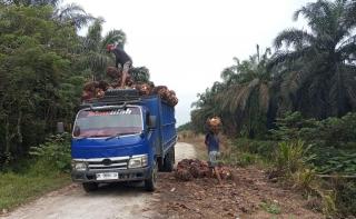 Solar Langka, Operasional Angkutan Sawit Terimbas