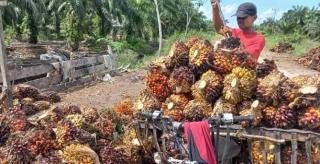 Harga TBS Sawit Swadaya di Sumut Makin Melorot