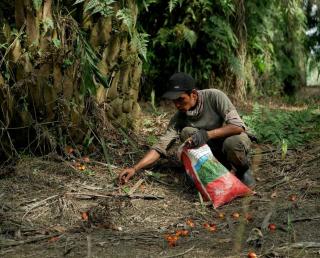 Enggan Bermitra, Banyak PKS di Pasbar Juga Tak Patuhi Harga TBS Pemerintah