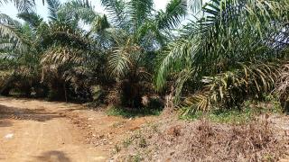 Sudah Teken Kontrak, Koperasi MMS Masih Menunggu Pencairan Dana PSR