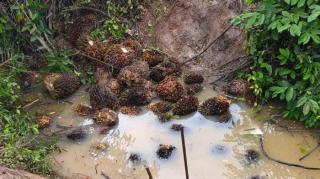 Perusahaan Jadi Sasaran Pencuri, Pengepul Sawit Diingatkan Jangan Jadi Penadah