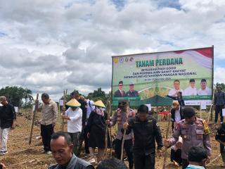75 Hektar Kebun Koperasi Petani Sawit Liman Taka Mulai Ditanami Padi Gogo