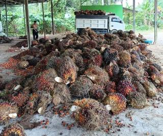 Naik Tipis, Harga Kelapa Sawit Kalbar Dibandrol Rp 3.569,21/Kg