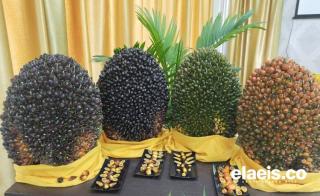 Produksi dan Ekspor CPO Periode Oktober Meningkat, namun Secara YoY Menurun 