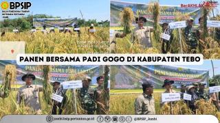 Tumpang Sisip Padi Gogo di Kebun Sawit di Tebo Berhasil, Segini Hasil Panennya