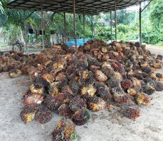 Liburan, Harga TBS Kelapa Sawit di Aceh Utara Stagnan