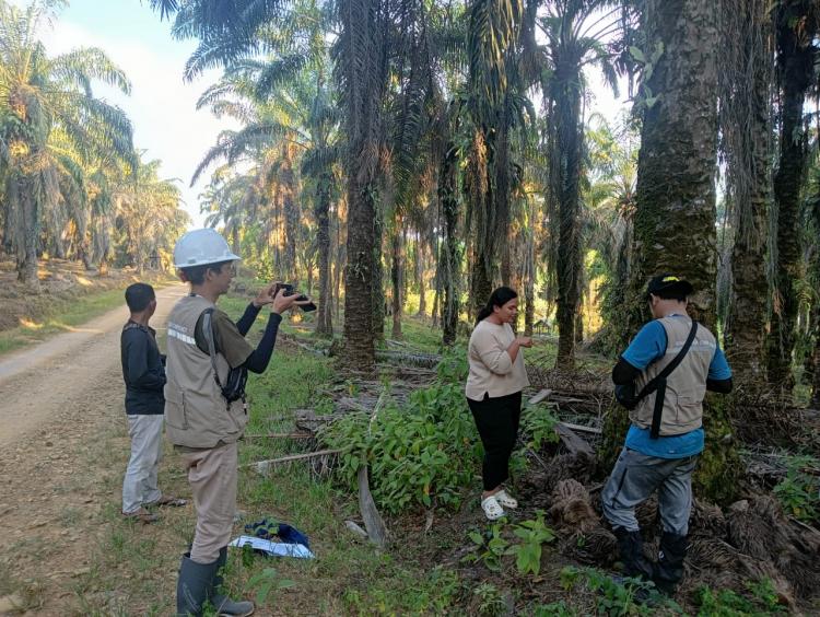 Ratusan Hektar Kebun Sawit Peserta PSR di Tebo Bersiap Ajukan Bantuan Tumpang Sari Padi Gogo