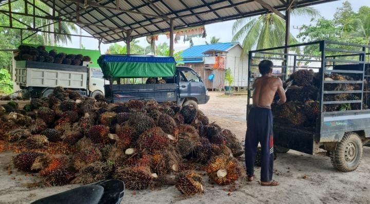 Gawat, Harga TBS Sawit di Sumbar Amblas Lagi