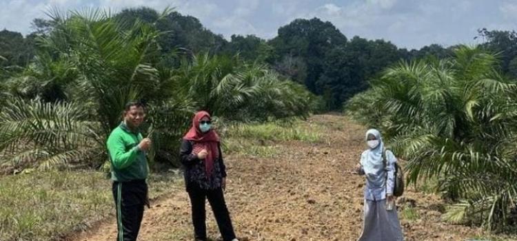 Potensi PAT Padi Gogo di Kebun Sawit di Tiga Kabupaten/Kota di Sumsel Dipetakan