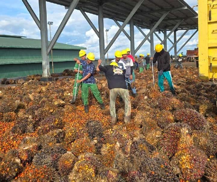 Awal Tahun, Harga TBS Sawit Sumut Turun Tipis