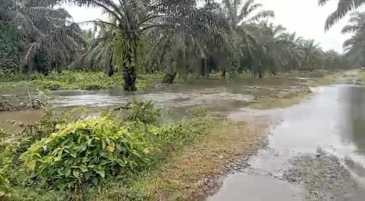 Duh, Sekitar 1.000 Hektar Kebun Sawit di Agam Terendam Banjir