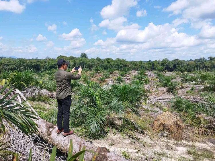WSN: Membenahi Industri Sawit Lebih Penting dari Memperluas Lahan