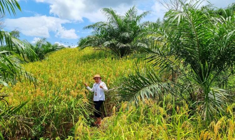 46.168 Hektar Kebun Sawit Swadaya Berpotensi Tumpang Sari dengan Padi Gogo
