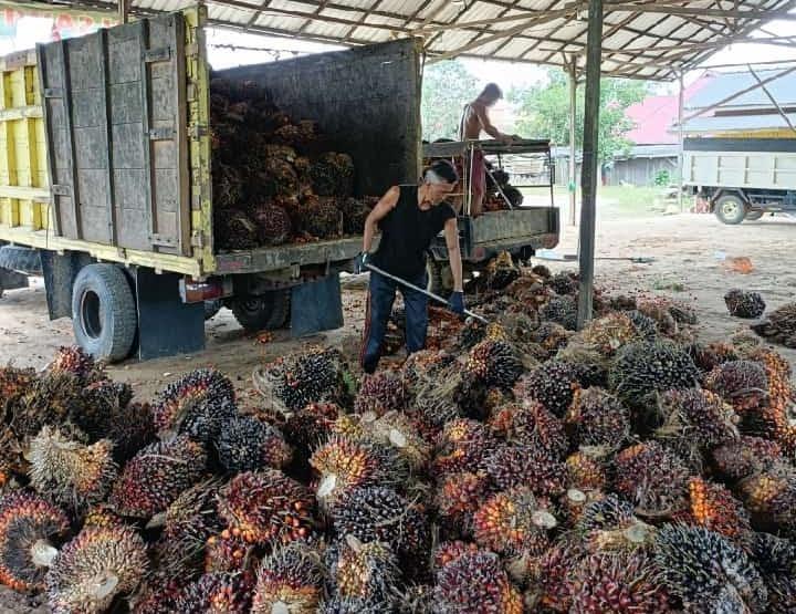 Harga TBS Sawit di Sumsel Anjlok, Tertinggi Rp 3.625,06/kg