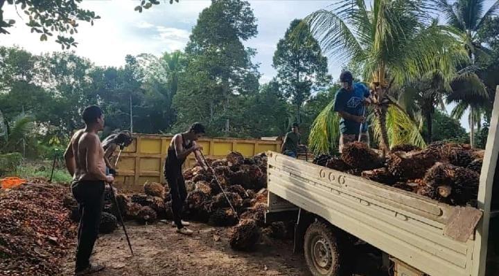 Gawat, Harga TBS Sawit di Sumbar Anjlok Parah