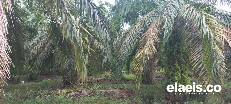 Guru Besar UGM Kritik Rencana Prabowo soal Perluasan Lahan Sawit