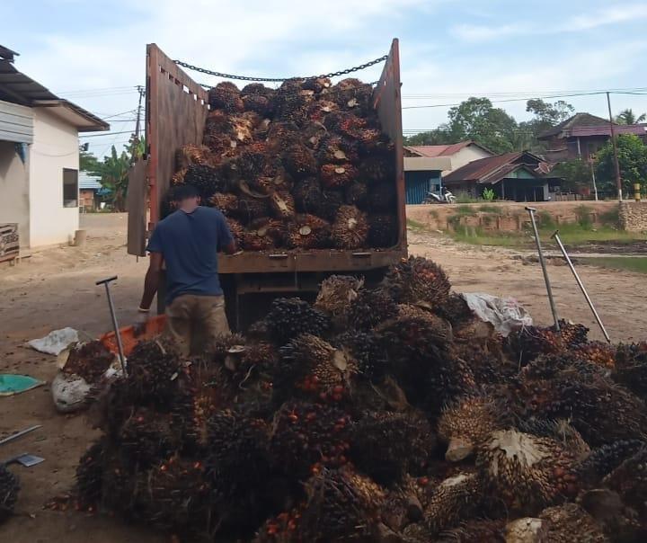 Gawat! Perusahaan Mitra Tak Jual CPO, Harga TBS Sawit Swadaya di Riau Anjlok