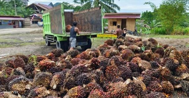 Harga TBS Sawit Sumut Makin Melorot, Jadi Rp 3.439,43/Kg