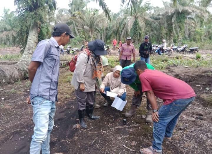 154 Hektar Kebun Sawit Poktan Segoromas Diverifikasi untuk Tumpang Sari Padi Gogo