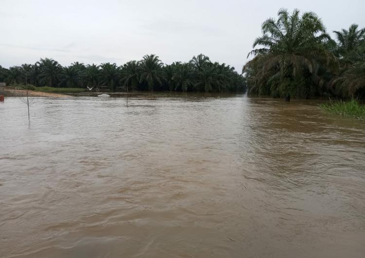 Dikepung Danau Dadakan, 200 Hektar Kebun Sawit Koppsa-M Tak Bisa Dipanen