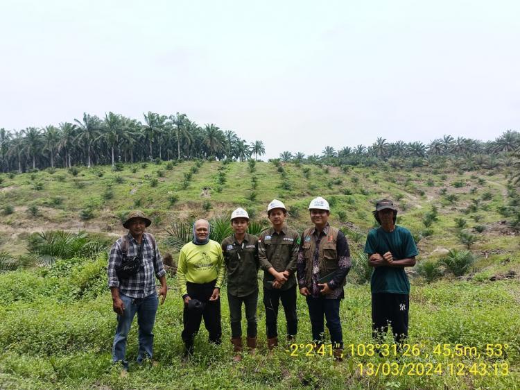 Kebun Sawit Replanting Mulai Berbuah, Kawanan Hama Berukuran Besar Bikin Pusing Petani Gapoktan Amanah