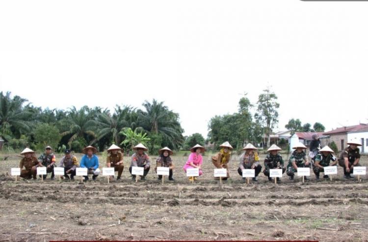 Luas Kebun Sawit Terbatas, Program Tumpang Sari Jagung di Pematangsiantar Tak Maksimal