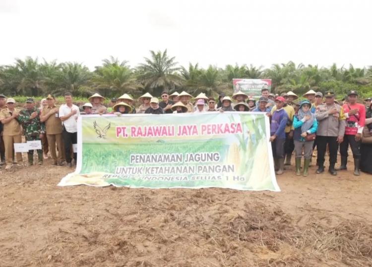 Ikut Tanam Serentak, Kubu Raya Berpotensi Ekspor Jagung ke Malaysia