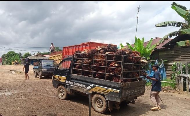 Plasma Naik, Harga TBS Sawit Swadaya di Riau Malah Anjlok