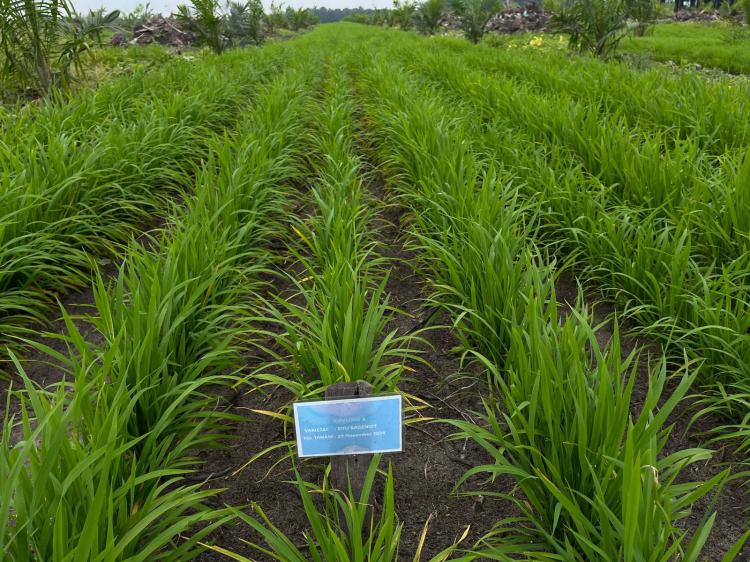 Progres Program Tanam Padi PTPN Tumbuh Subur dan Potensi Tambah Pendapatan Petani Sawi