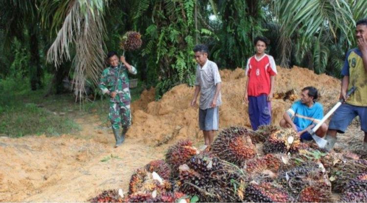 Harga TBS Sawit di Kalbar Turun Lagi, Tertinggi Rp 3.223.04/Kg