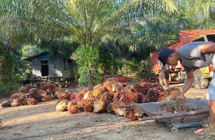 Hingga Akhir Januari, Harga TBS Sawit di Jambi Dibanderol Rp 3.357,79/kg