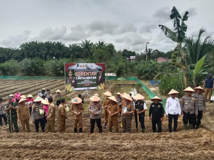 Lebih 9.121 Hektar Lahan Ditargetkan untuk Tumpang Sari Jagung di Kalbar