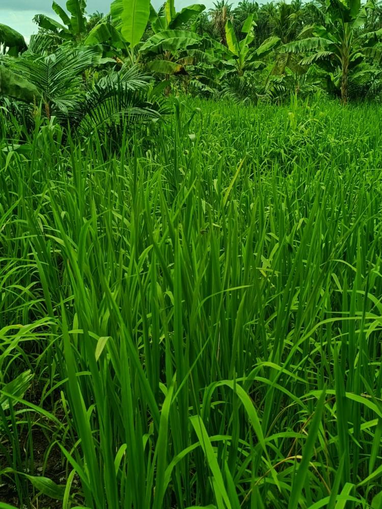 Sebulan Lagi Panen, Petani Sawit Masih Bingung ke Mana Jual Padi Gogo
