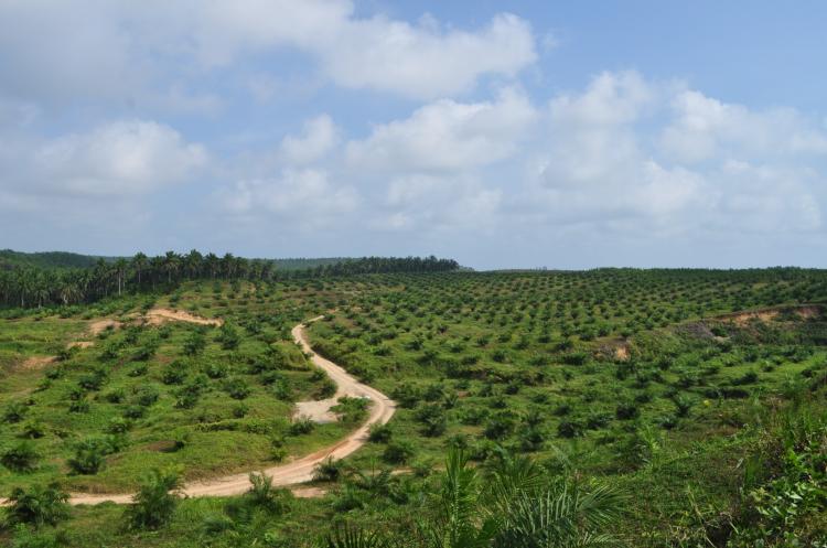 PT. Agricinal Luncurkan Program RAMATA untuk Pembangunan Ekonomi Berkelanjutan di Bengkulu Utara
