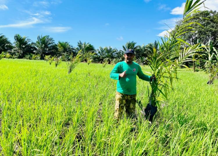 Target Budidaya Padi Gogo di Aceh Barat Mencapai 280,8 Hektar, Mayoritas di Kebun Sawit