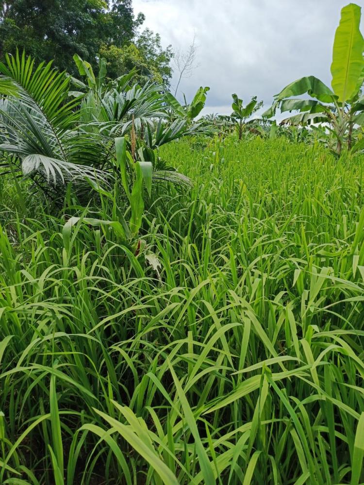 229 Hektar Lahan Kering Siap Ditanami Padi Gogo di Kabupaten Banjar