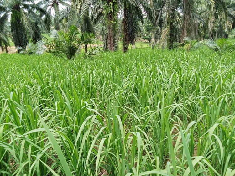 Usulan CPCL Padi Gogo di Aceh Timur Capai 806,24 Hektar