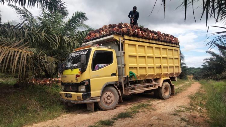 Bikin Lemas, Harga TBS Sawit di Sumut Turun Lagi