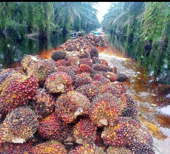 Harga TBS Sawit di Jambi Makin Merosot, Jadi Rp 3.299,65/kg