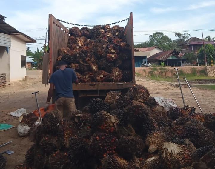Harga TBS Sawit di Kalbar Turun Jadi Rp 3.128,87/Kg 