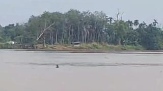 Warga Desa Rukam, Ditangkap Polisi Usai Curi Kelapa Sawit di PT EWF