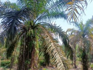 Anggota Koperasi Meskom Sejati Terima Hasil Kebun Sawit Maksimal Rp 200 Ribu/Bulan