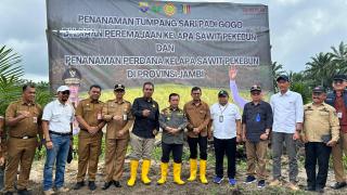 PTPN IV Regional 4 Tanam Padi Gogo Tumpang Sari Kelapa Sawit di Lahan PSR
