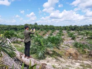 WSN: Membenahi Industri Sawit Lebih Penting dari Memperluas Lahan