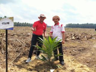 Belum Pernah Tanam Padi, Banyak Petani Sawit Keder Ikut Program Tumpang Sari