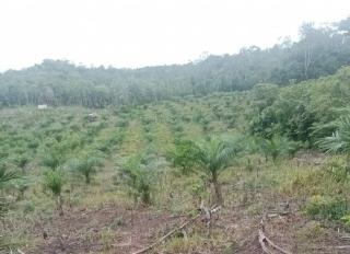 Guru Besar UGM Tolak Deforestasi untuk Perluasan Perkebunan Sawit