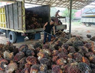 Harga TBS Sawit di Sumsel Anjlok, Tertinggi Rp 3.625,06/kg