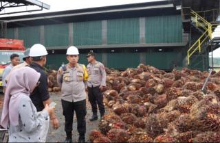 Turun, Harga TBS Sawit di Jambi Dibeli Rp 3.461,75/Kg